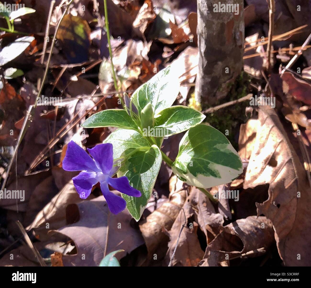 Small violet flower in dry autumn leaves and bright sunlight Stock Photo