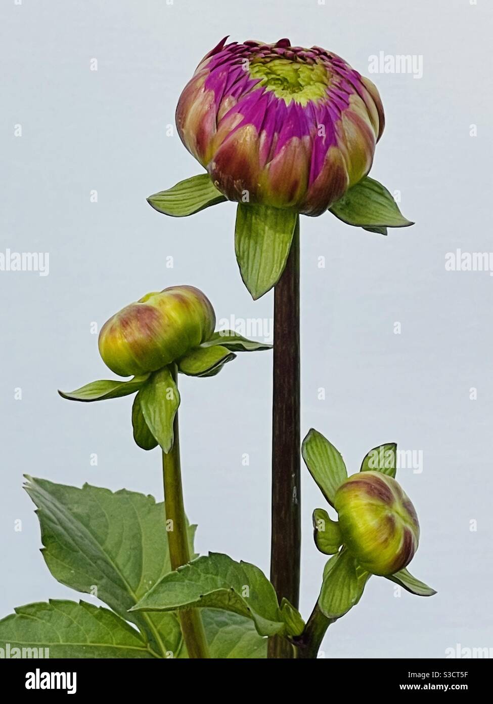 Buds of Dahlia Stock Photo Alamy