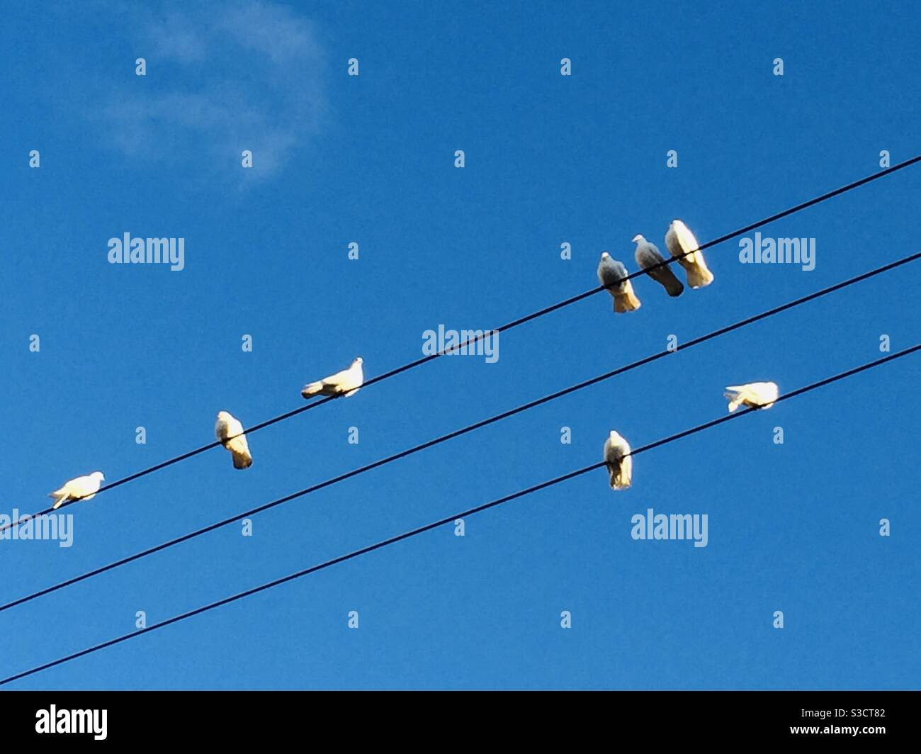 Birds on a wire. White doves on overhead cables Stock Photo