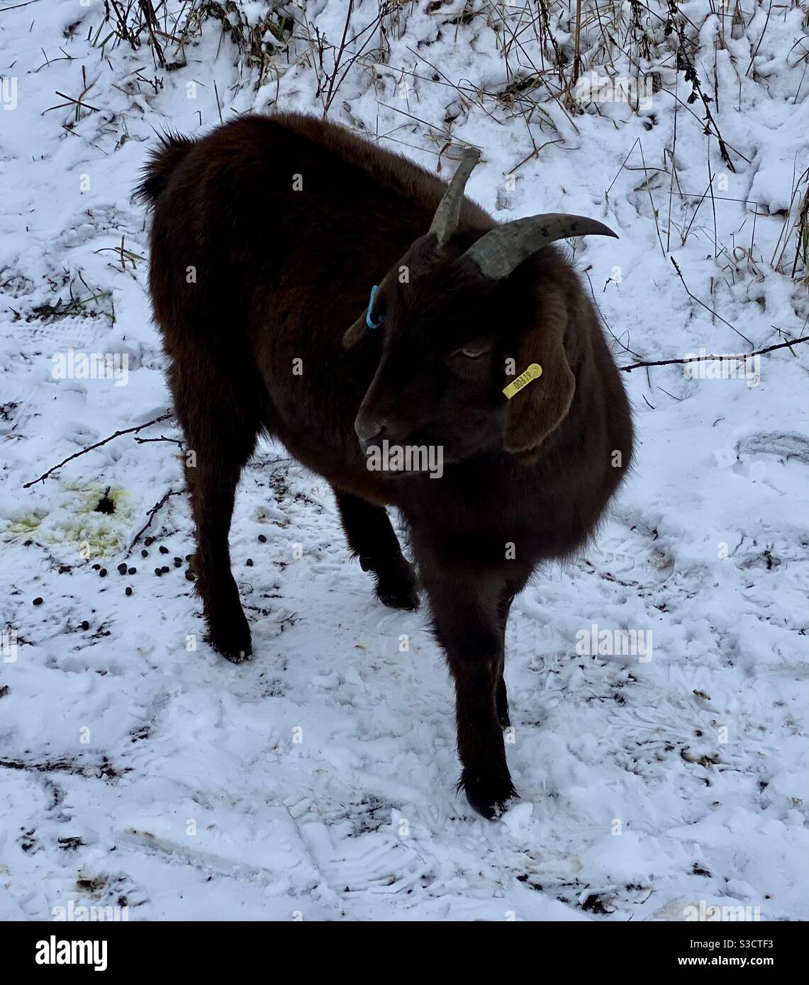 Goats in snow. Bristol - Smartphone Captured Stock Image