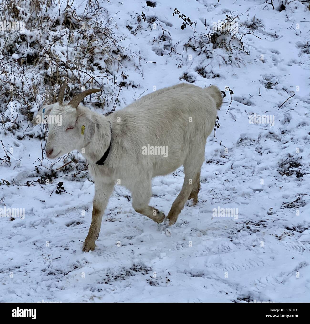 Goat in the snow. Bristol - Smartphone Captured Stock Image