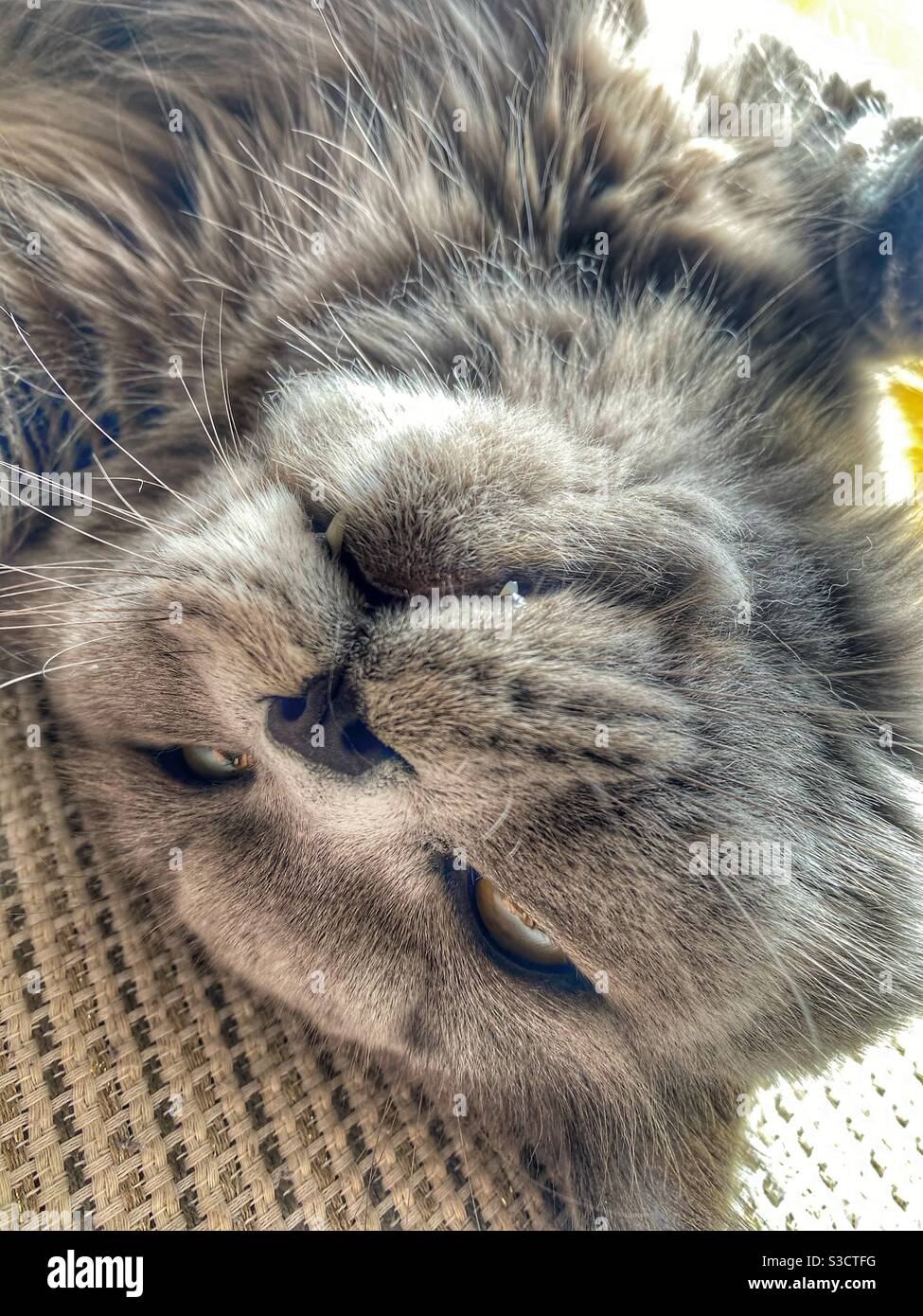 Spoiled Grey British long hair cat laying upside down - Smartphone Captured Stock Image