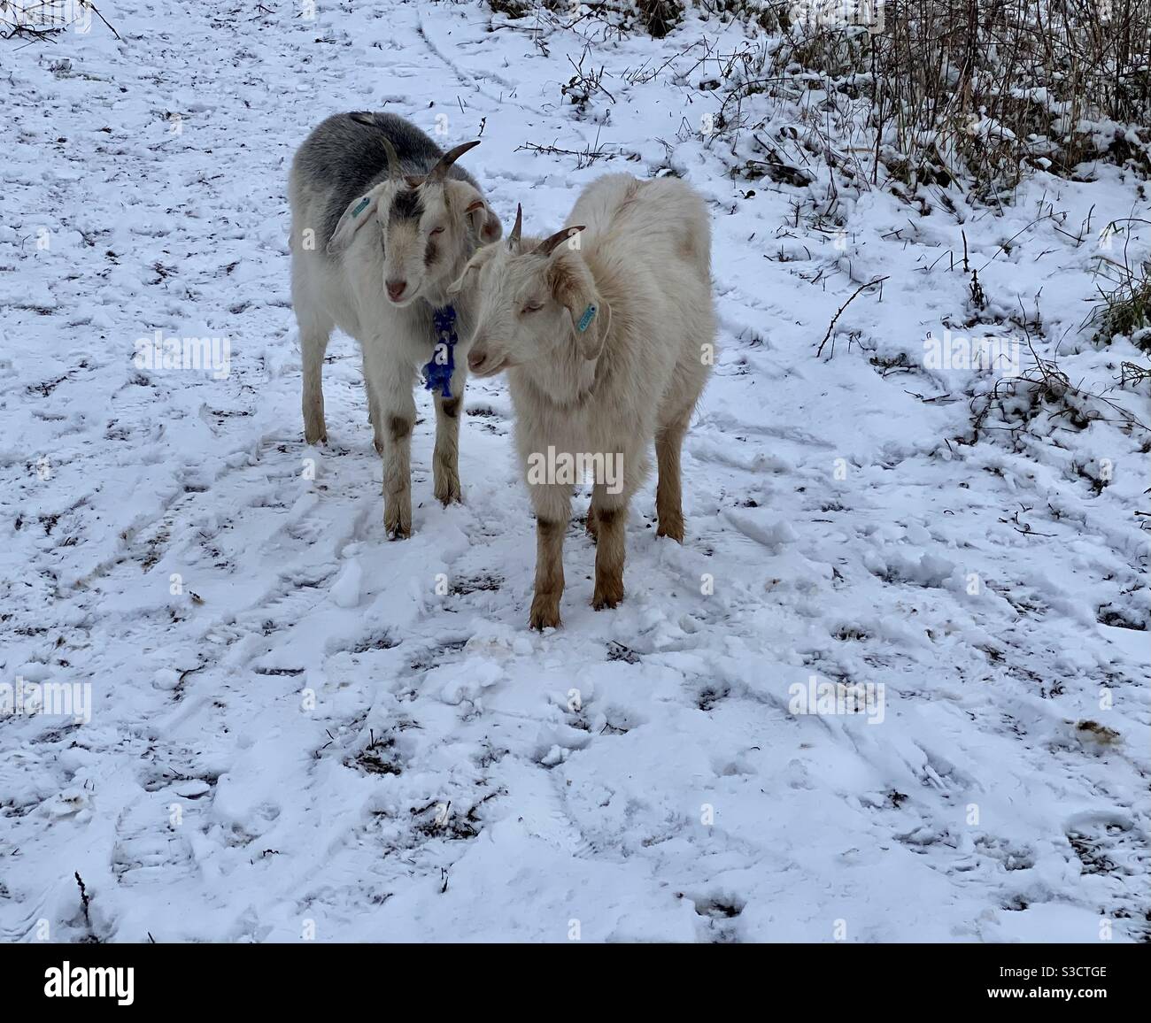 Goats in the snow. Bristol - Smartphone Captured Stock Image