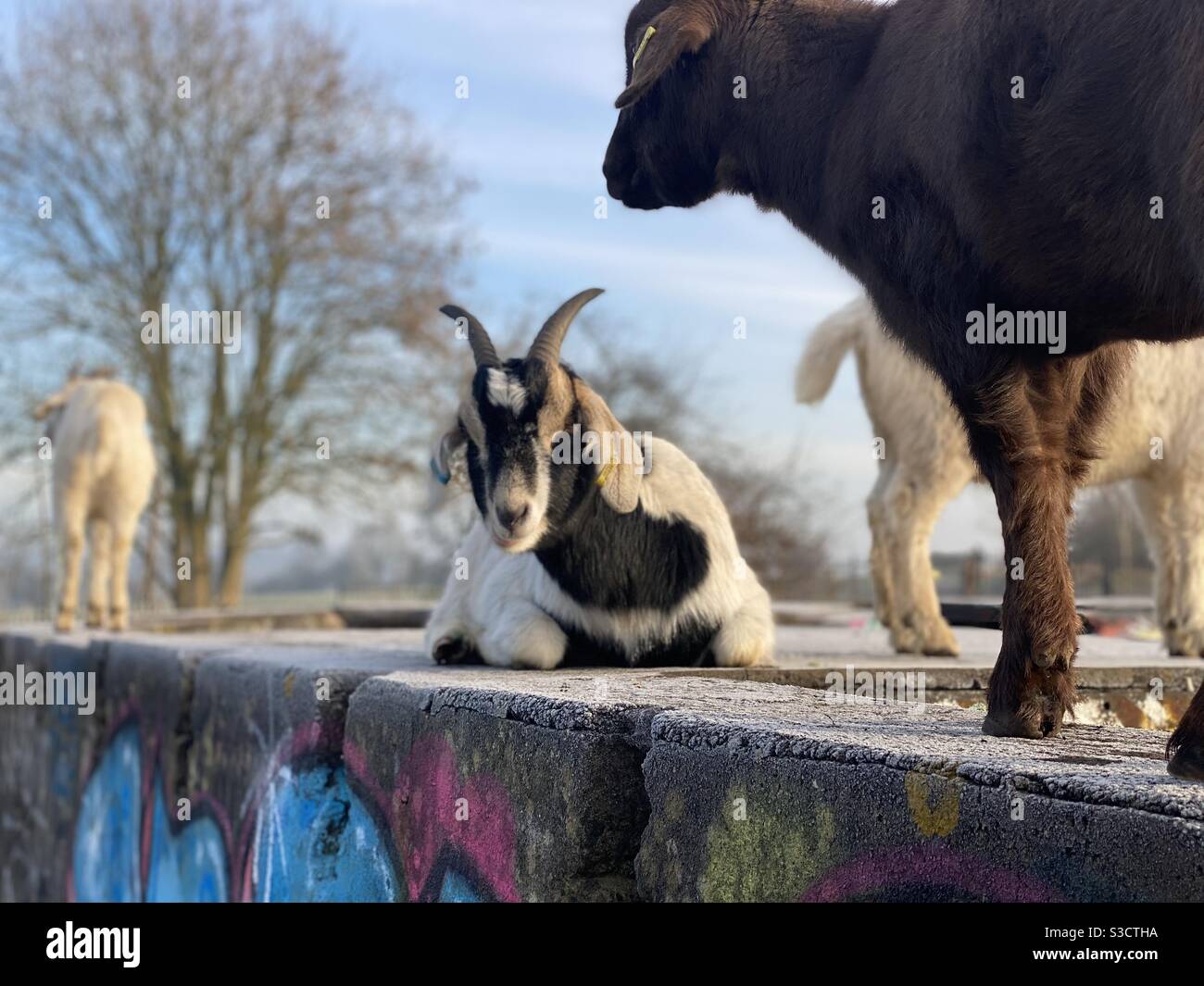 Streetgoat bristol - Smartphone Captured Stock Image