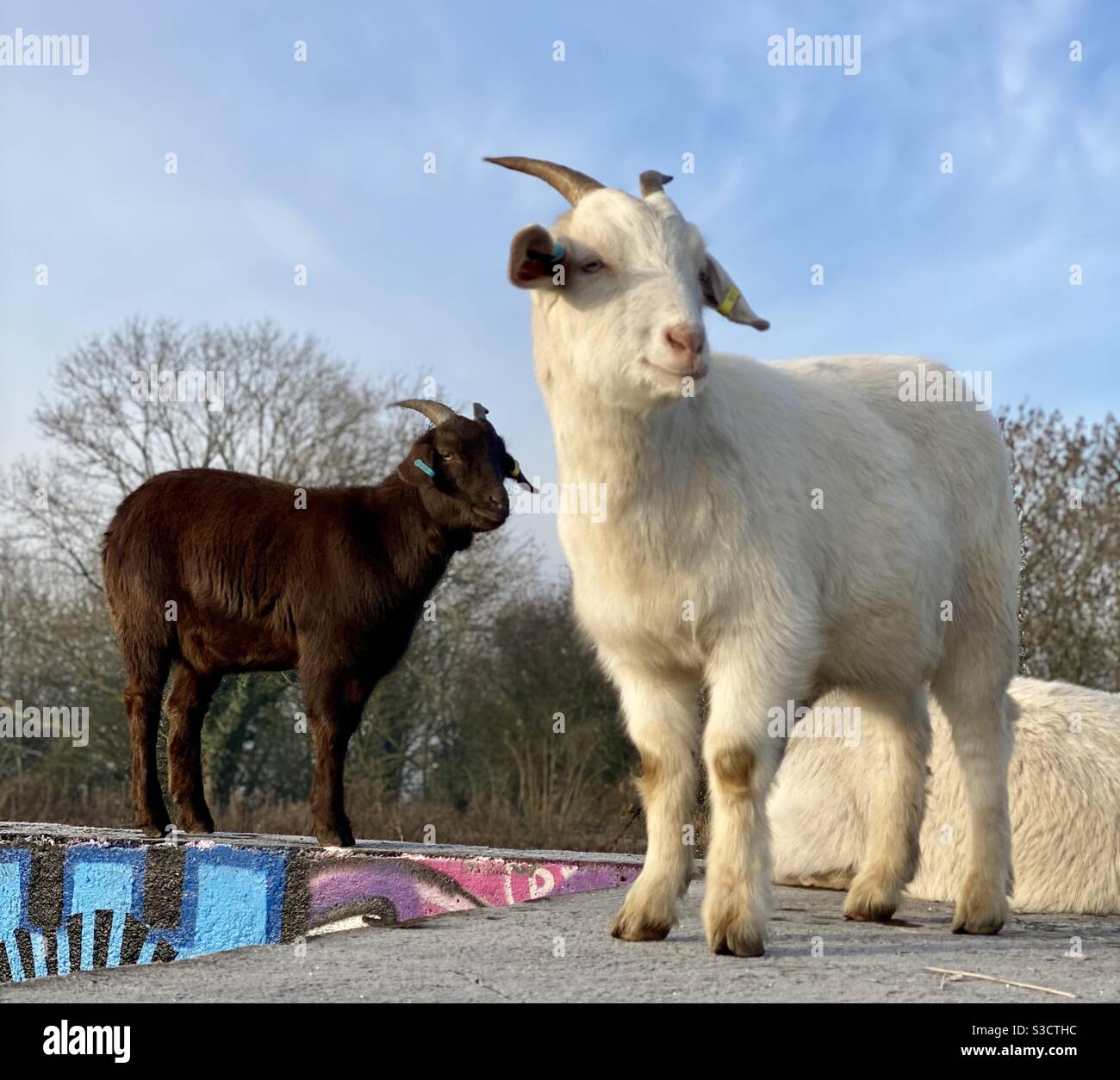 Streetgoat bristol - Smartphone Captured Stock Image