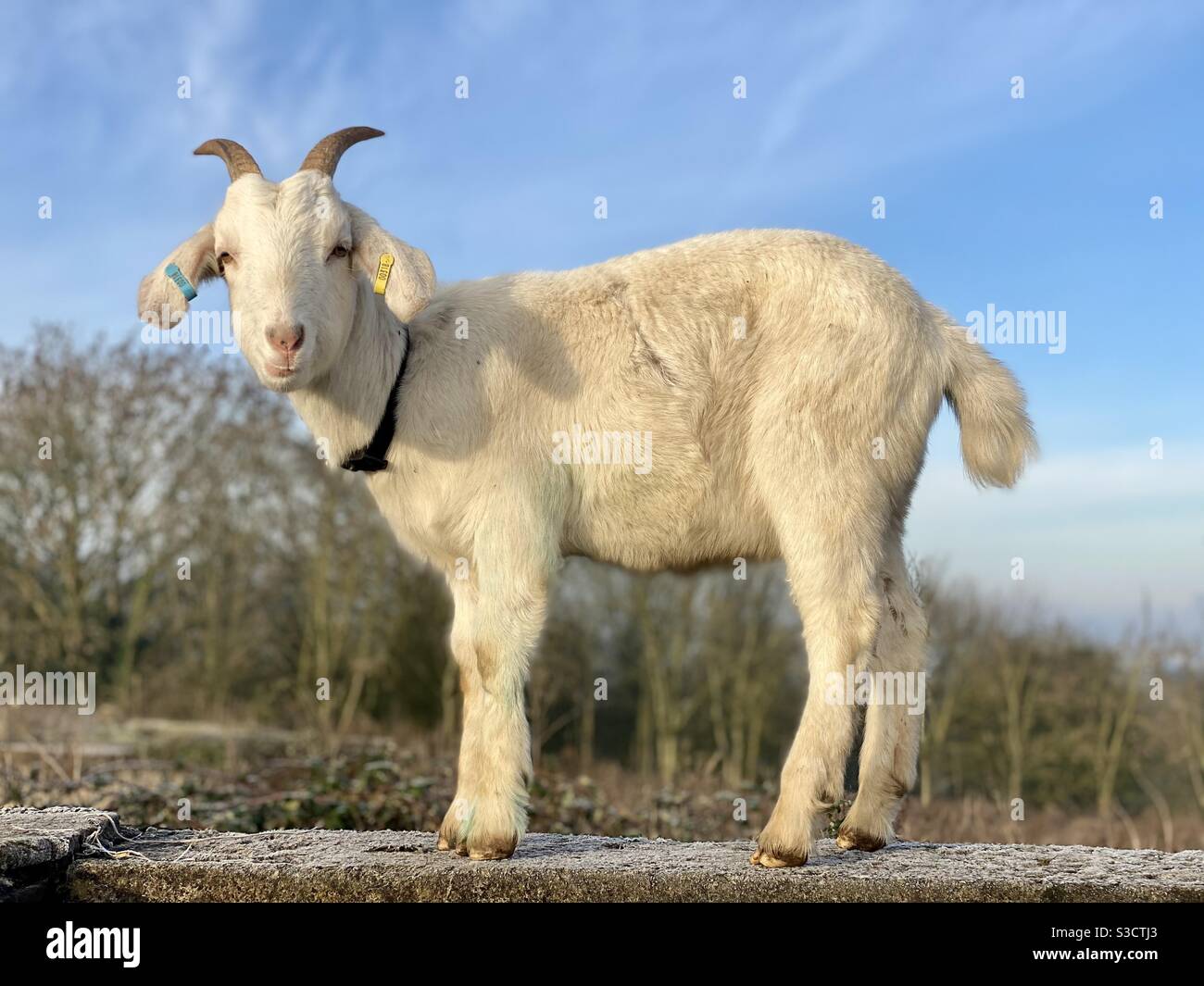 Streetgoat bristol - Smartphone Captured Stock Image