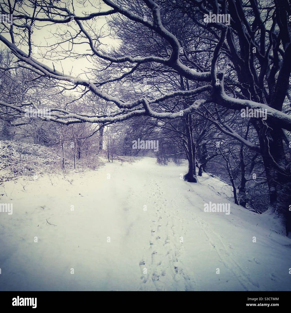 A photograph of a snowy woodland scene. Footprints traipsing through ...