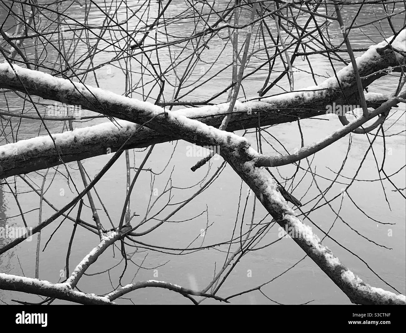 Snowy branches on river Thames Stock Photo