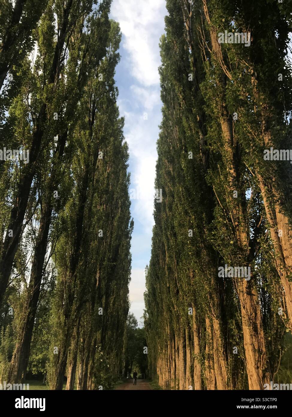Trees in Didsbury Stock Photo
