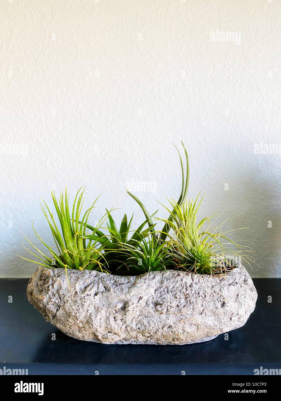 Varieties of air plants hi-res stock photography and images - Alamy