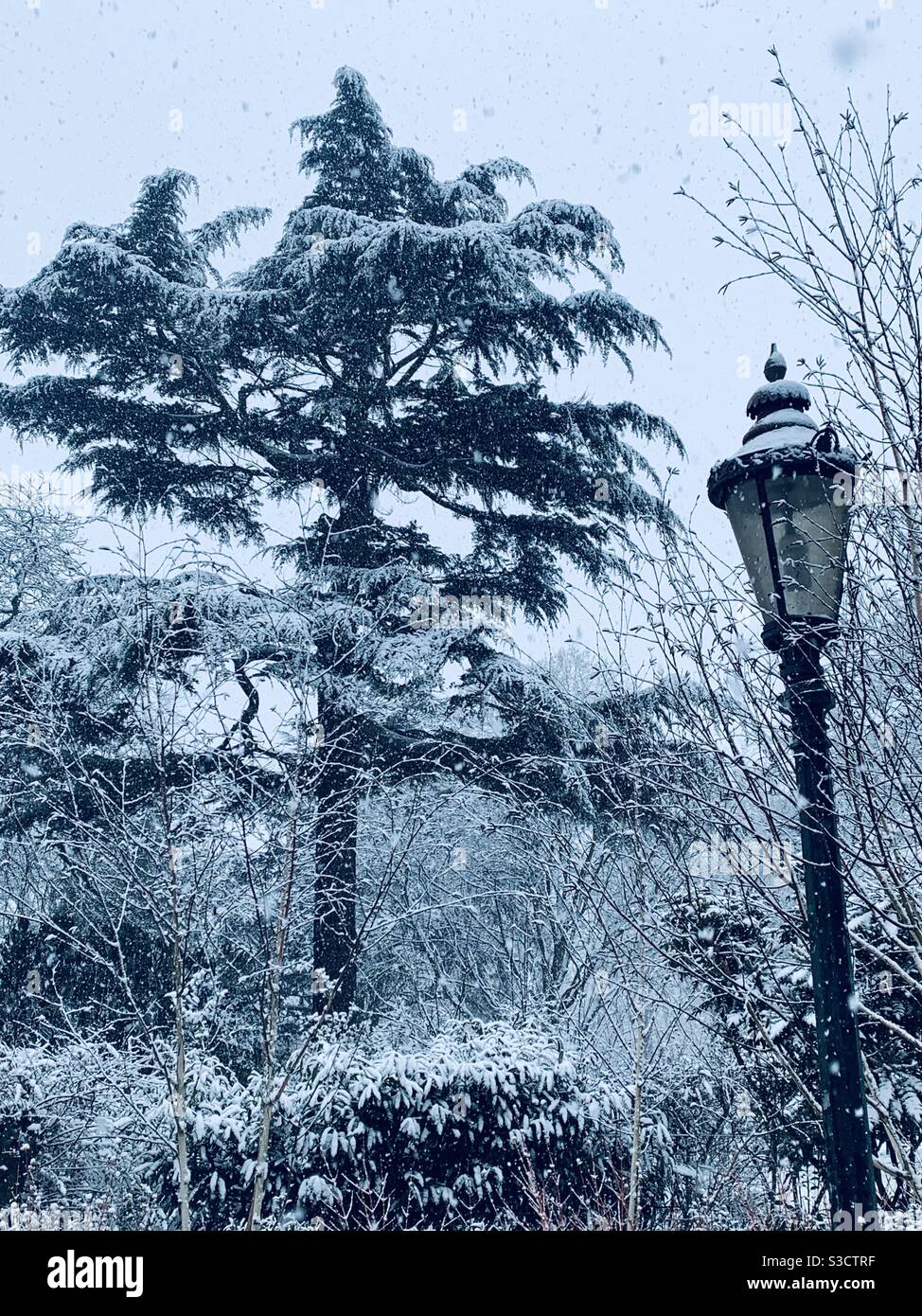 Snow at London’s horniman gardens - Smartphone Captured Stock Image