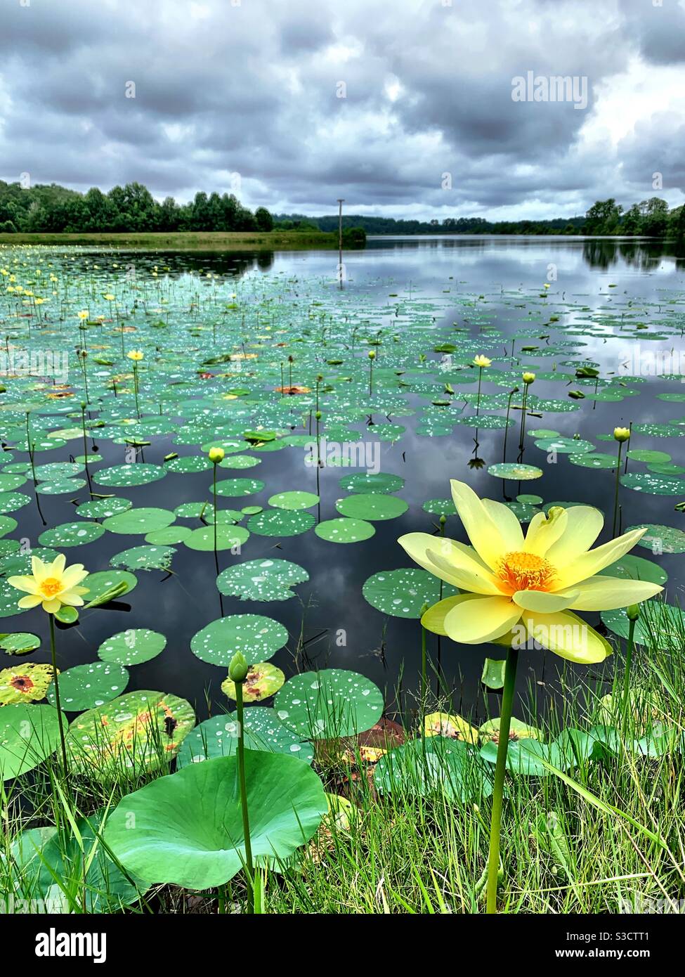 Yellow lotus, Tallahassee Fl. Stock Photo