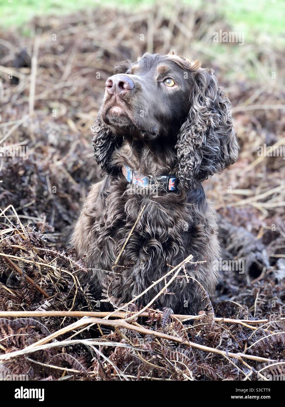 Boykin sales spaniel craigslist