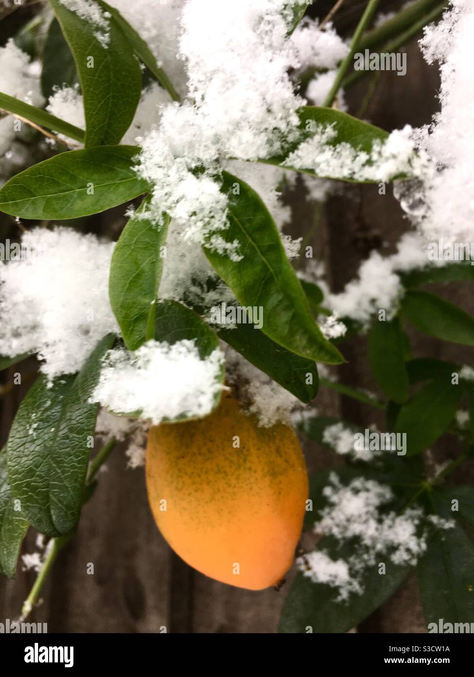 Passion fruit in the snow - Smartphone Captured Stock Image