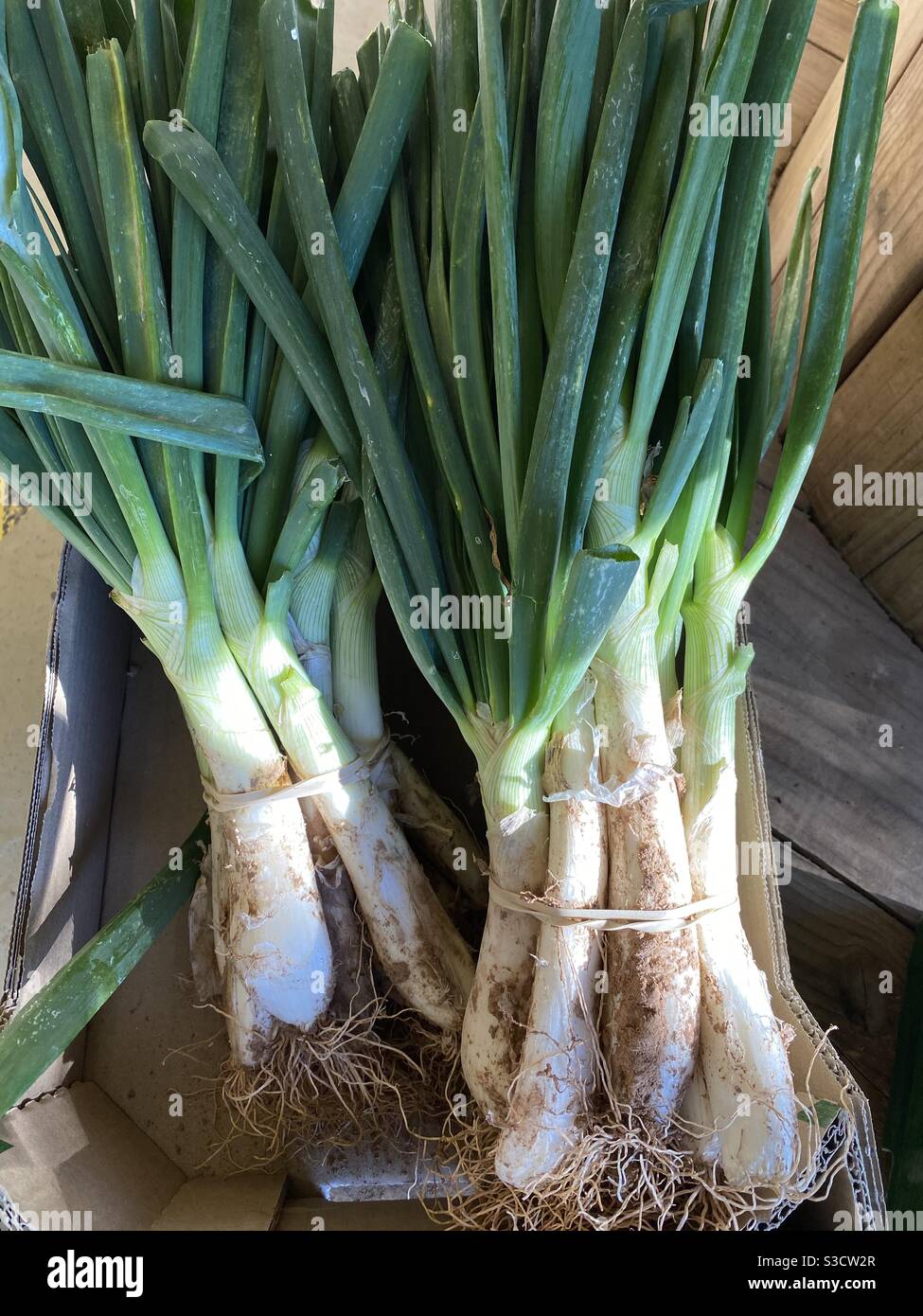 Two bunches of calçots photographed in ambient light Stock Photo