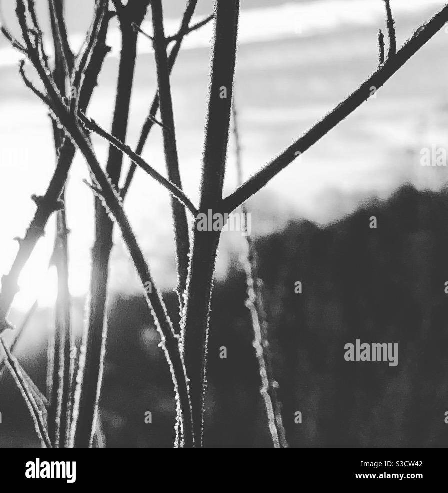 Frost - Smartphone Captured Stock Image