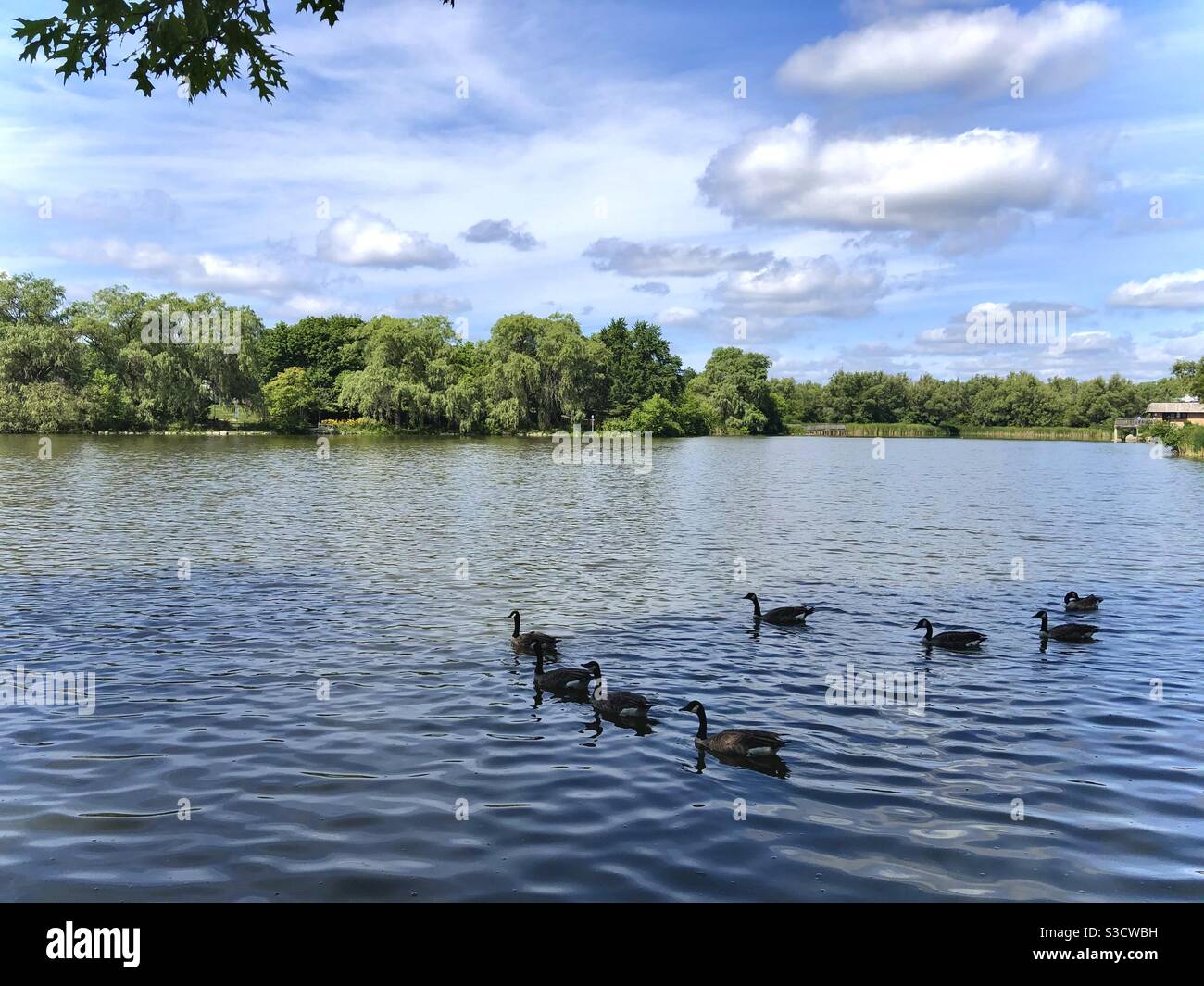 Canada goose in Toogood Pond, Markham, Canada Stock Photo