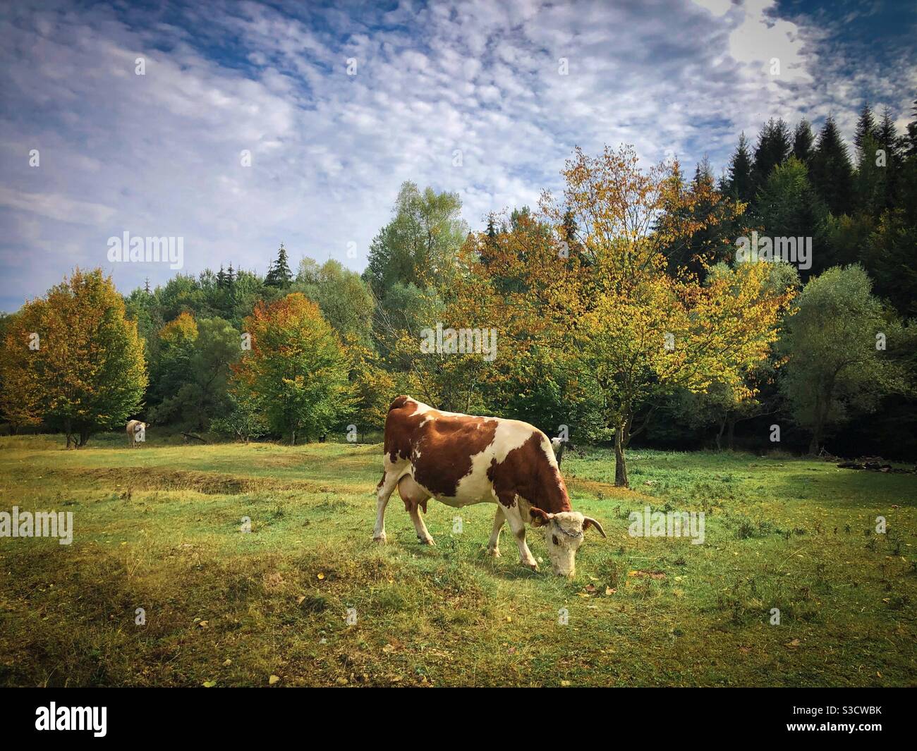Cow grazing in autumn - Smartphone Captured Stock Image