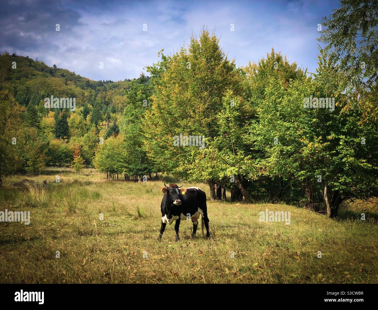 Cow grazing in autumn - Smartphone Captured Stock Image