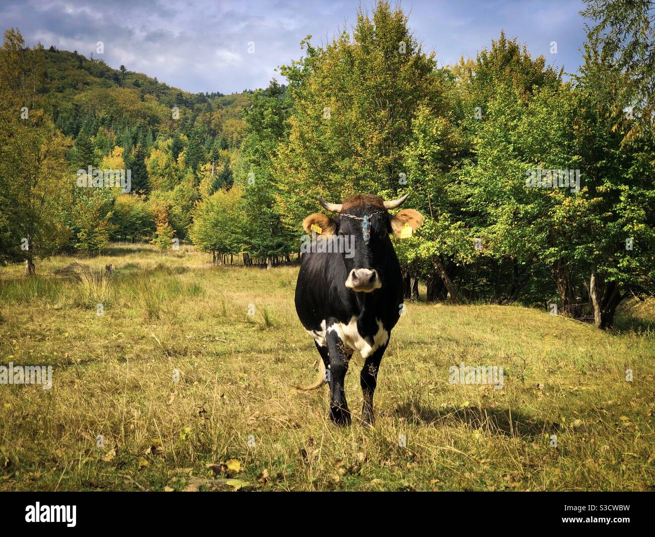 Cow grazing in autumn - Smartphone Captured Stock Image