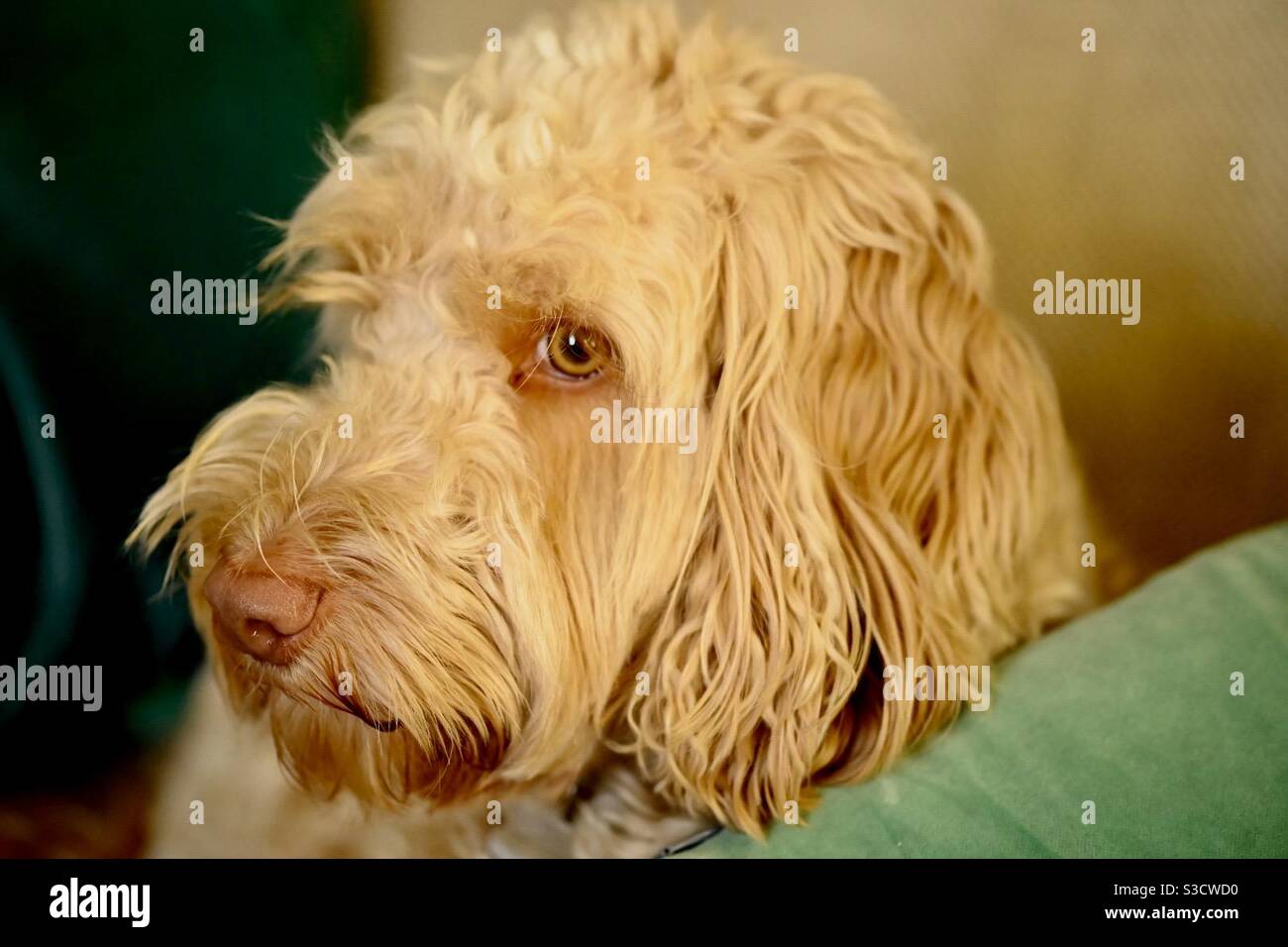 Cockerpoo High Resolution Stock Photography and Images - Alamy