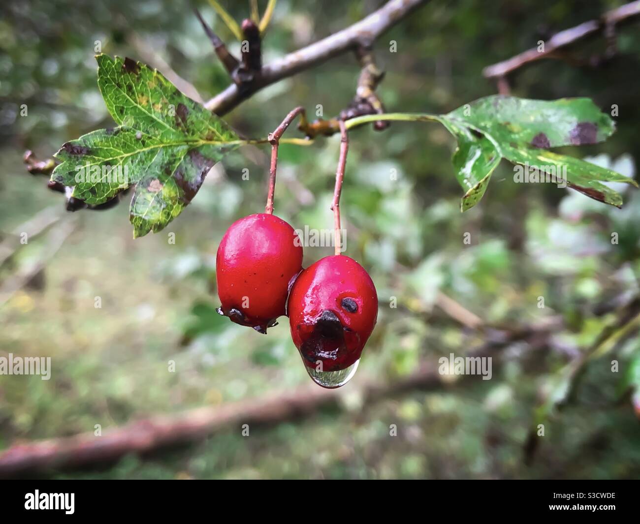 Close up of red fruits in a tree - Smartphone Captured Stock Image