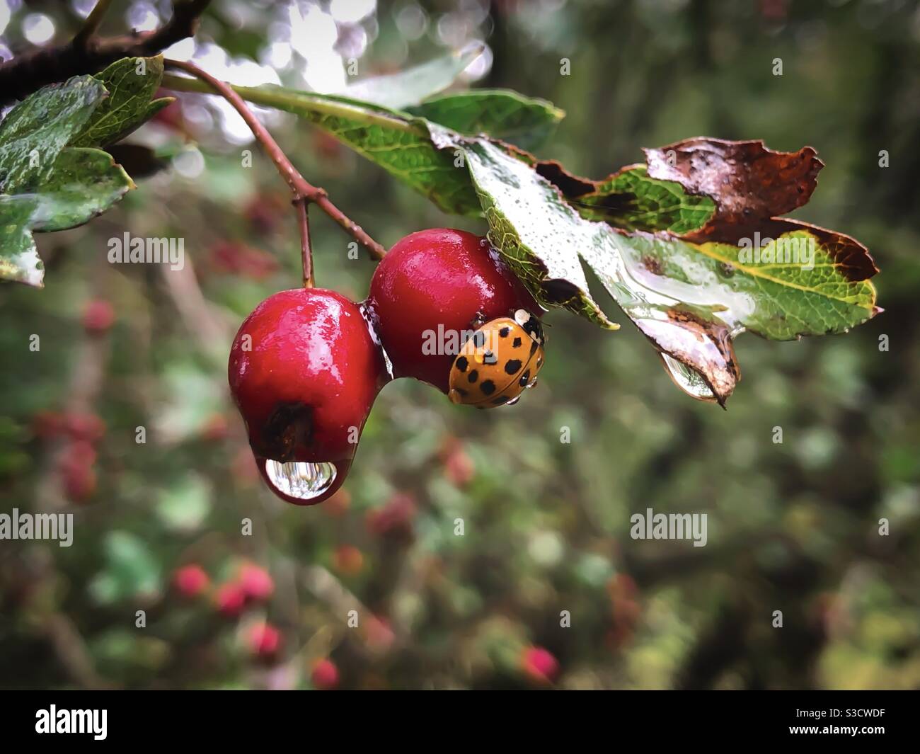 Close up of red fruits in a tree - Smartphone Captured Stock Image