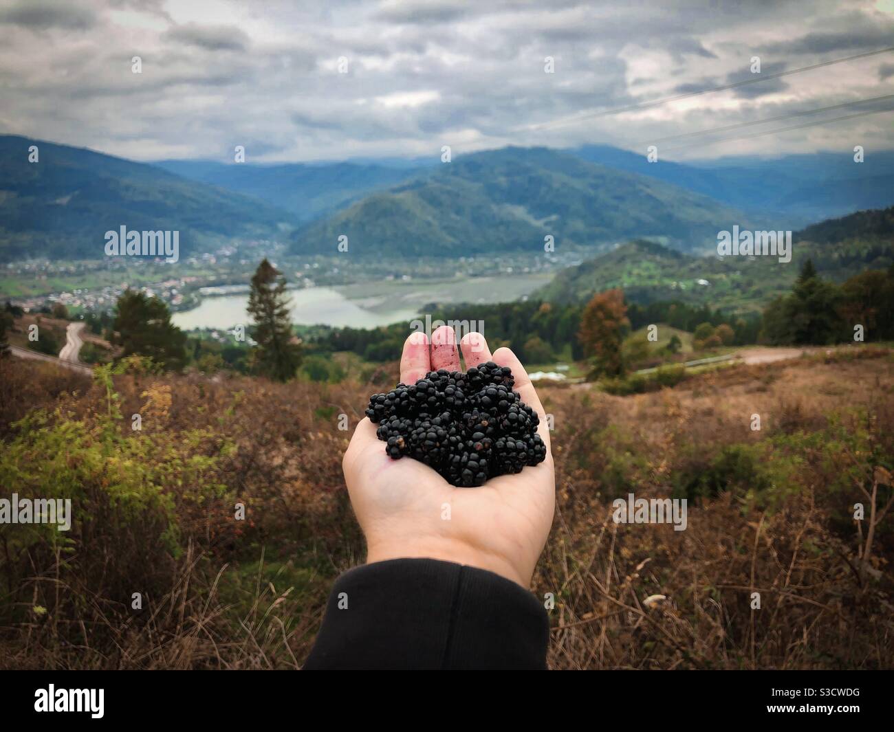 Hand holding blackberries with view of mountains in front - Smartphone Captured Stock Image