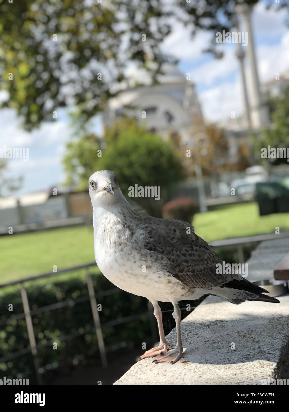 Seagull in focus Stock Photo