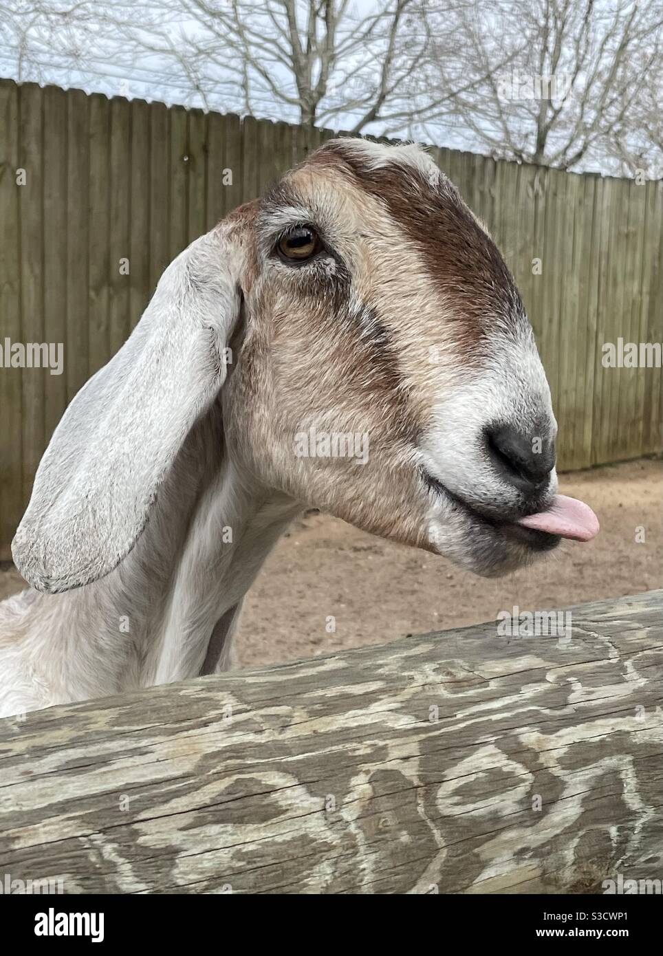 Goat with tongue sticking out Stock Photo Alamy