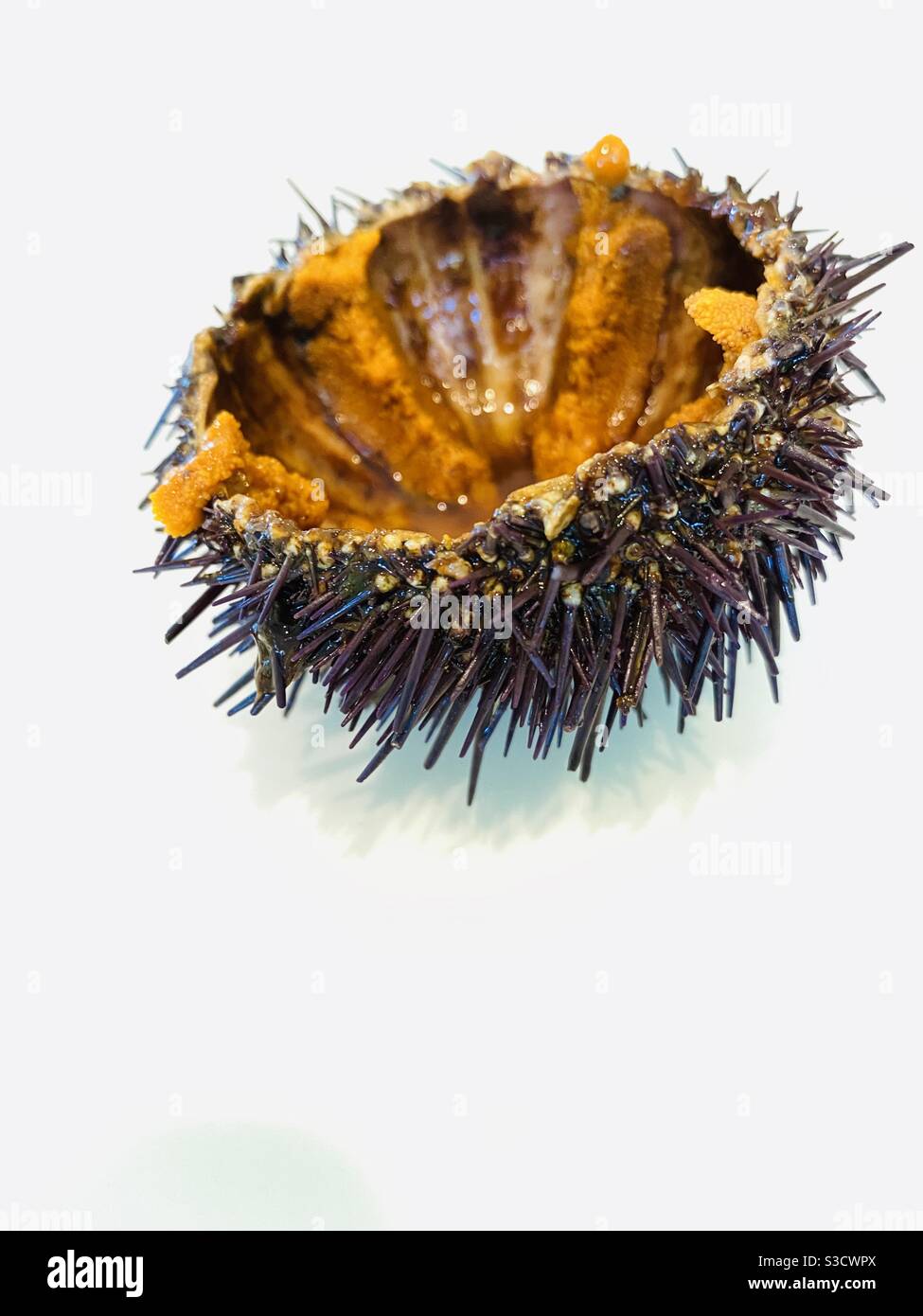 Sea urchin Stock Photo