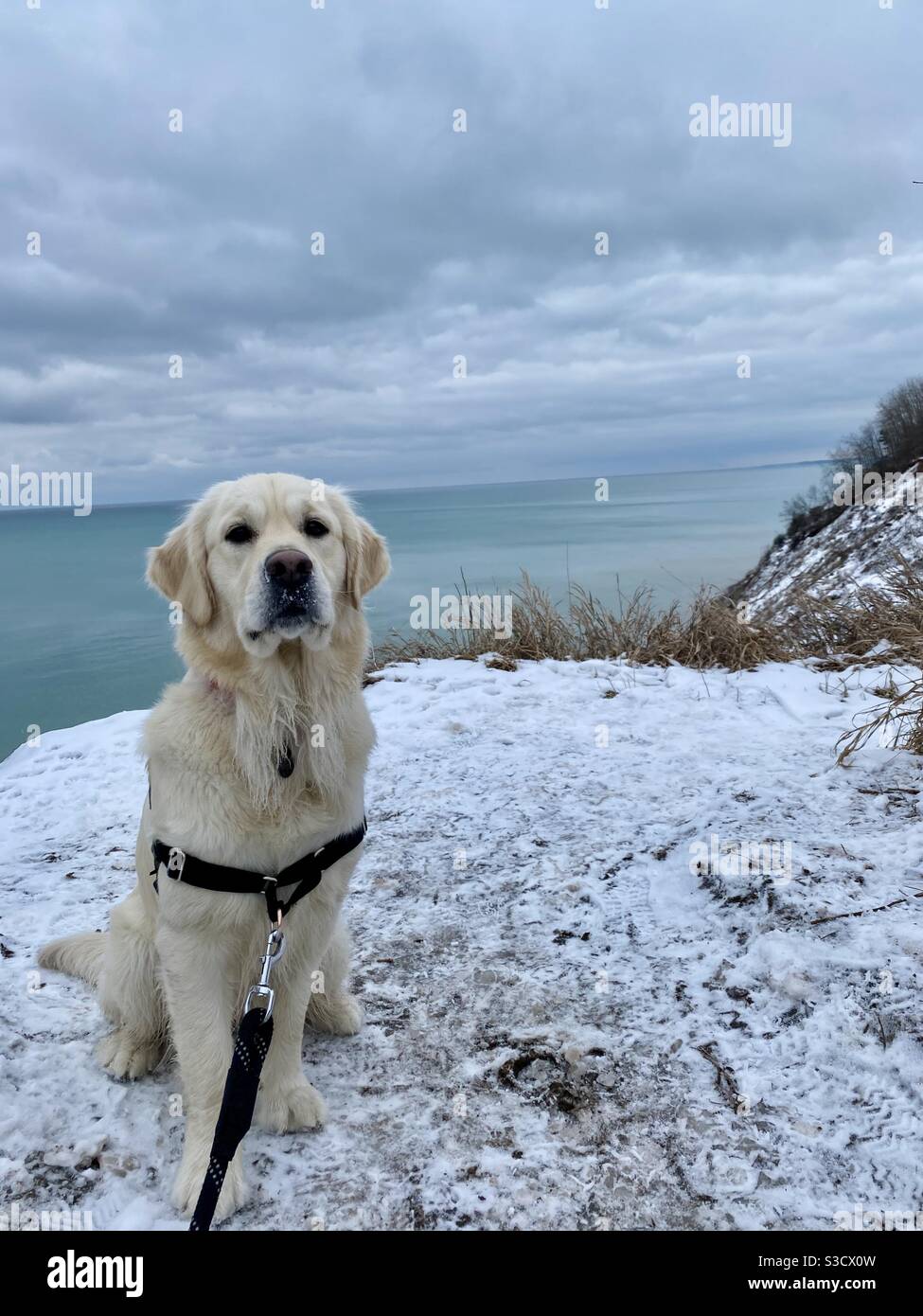 Golden retriever near Lake Michigan Stock Photo Alamy