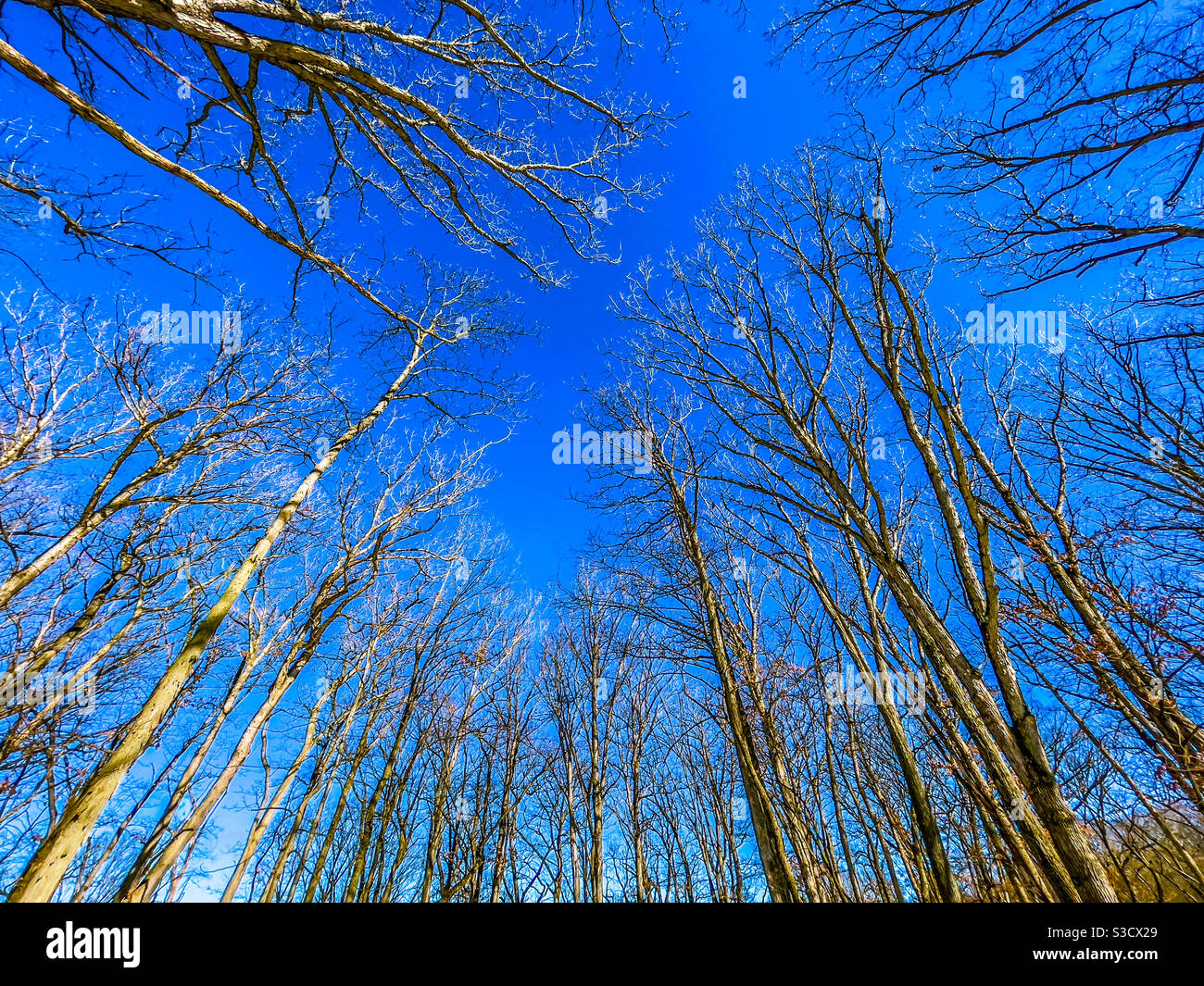 Bare trees and blue sky. Stock Photo