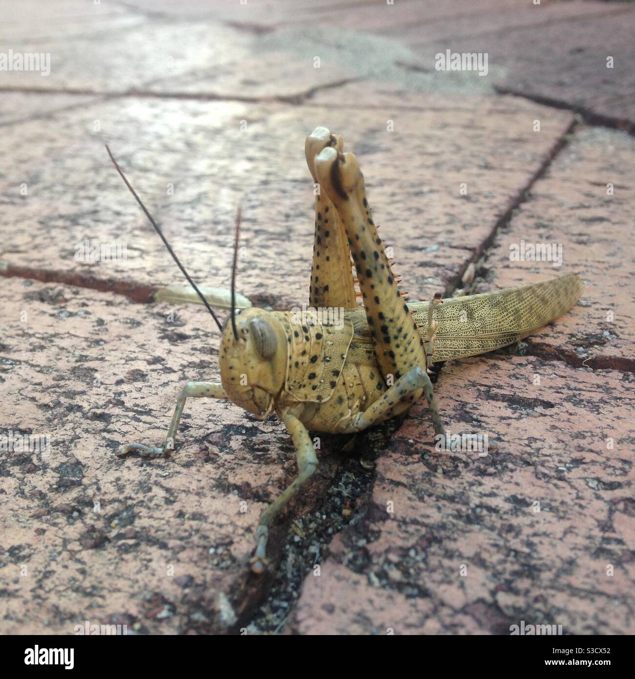 Giant grasshopper, Australia Stock Photo