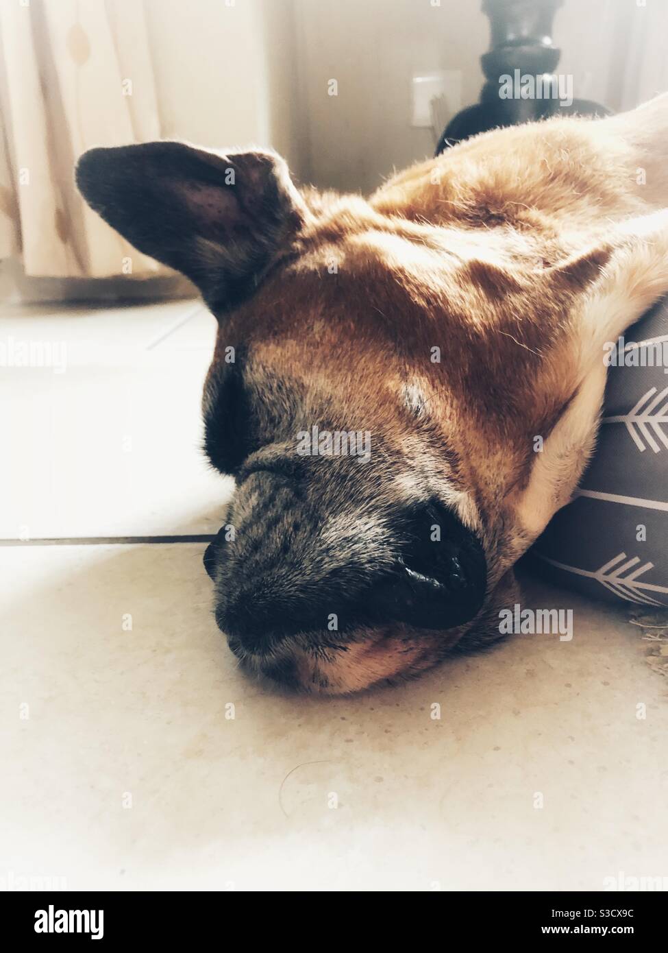 Senior boxer dog sleeping - Smartphone Captured Stock Image