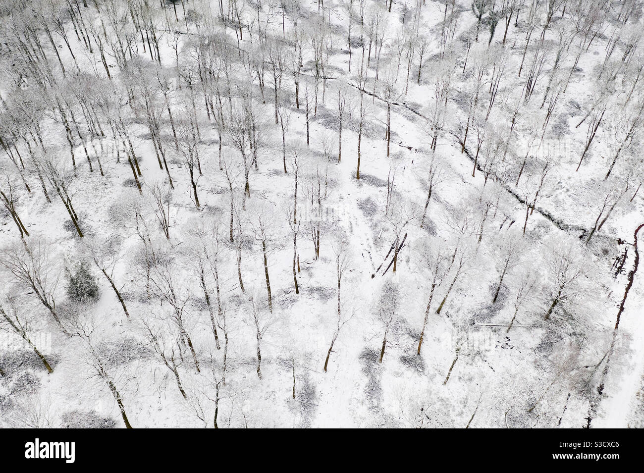 Pattern of trees - Smartphone Captured Stock Image