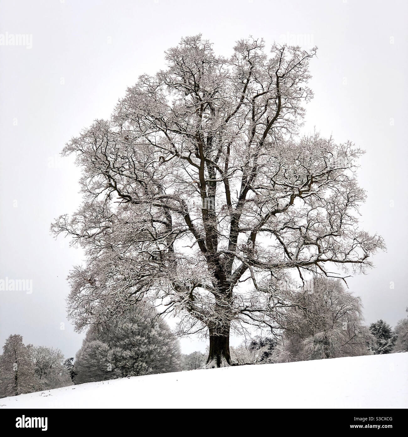 Magnificent tree in winter. - Smartphone Captured Stock Image