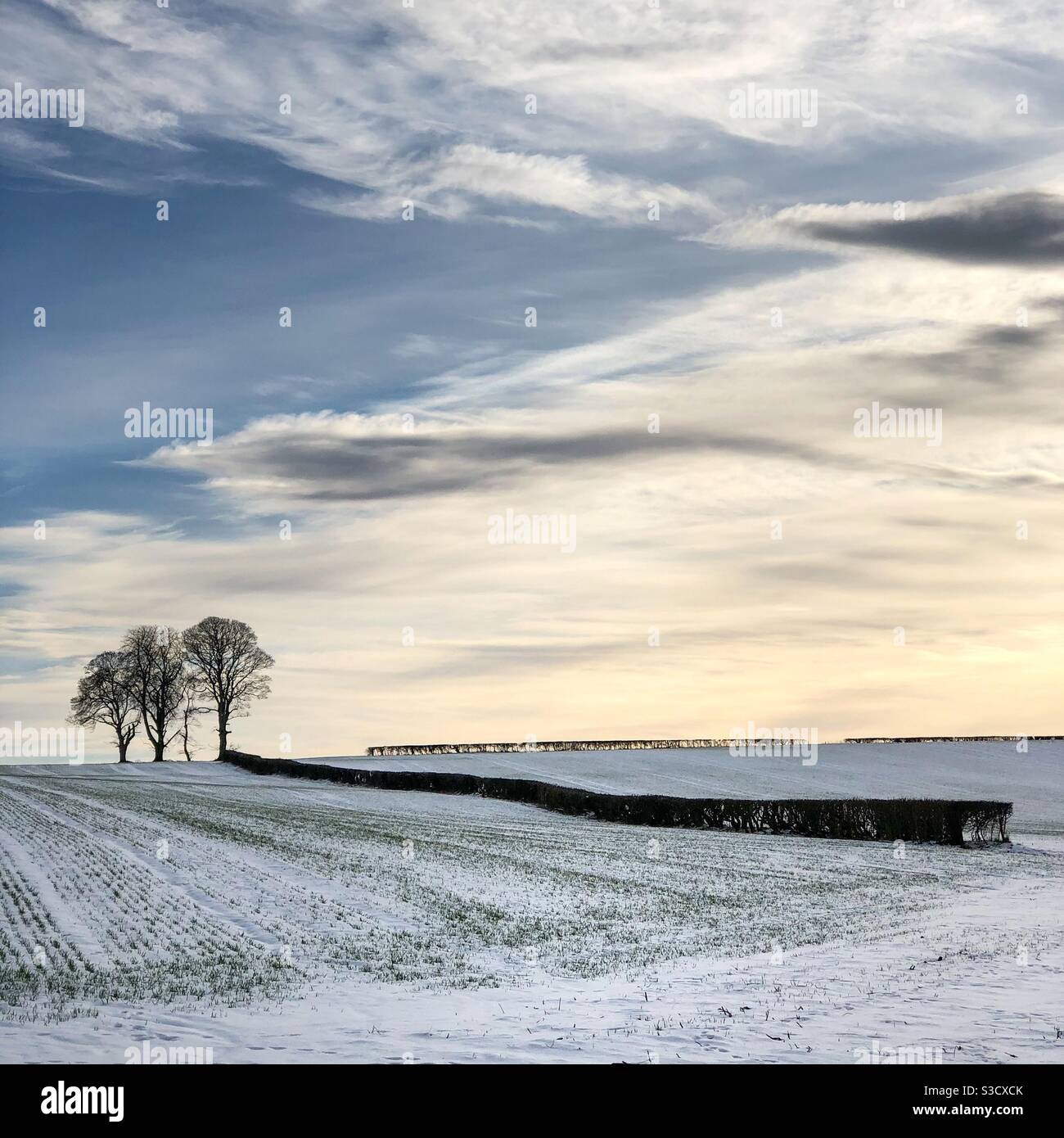 Trees at dusk - Smartphone Captured Stock Image