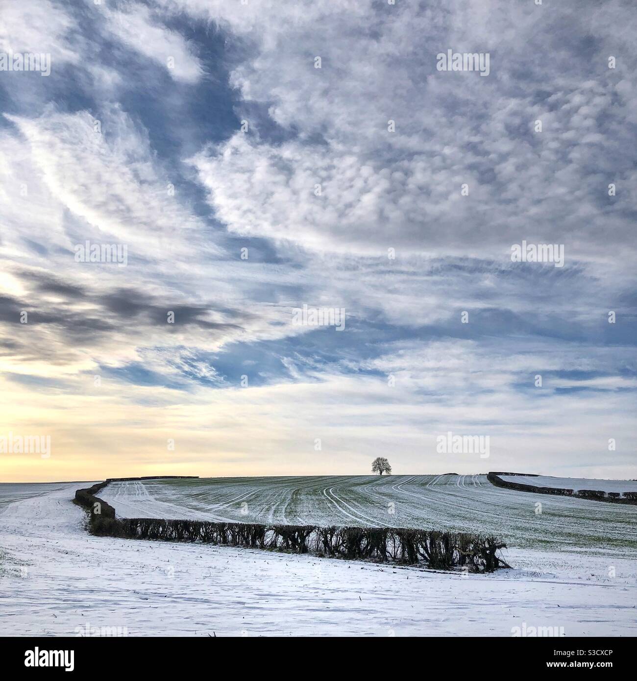 Tree on the horizon - Smartphone Captured Stock Image