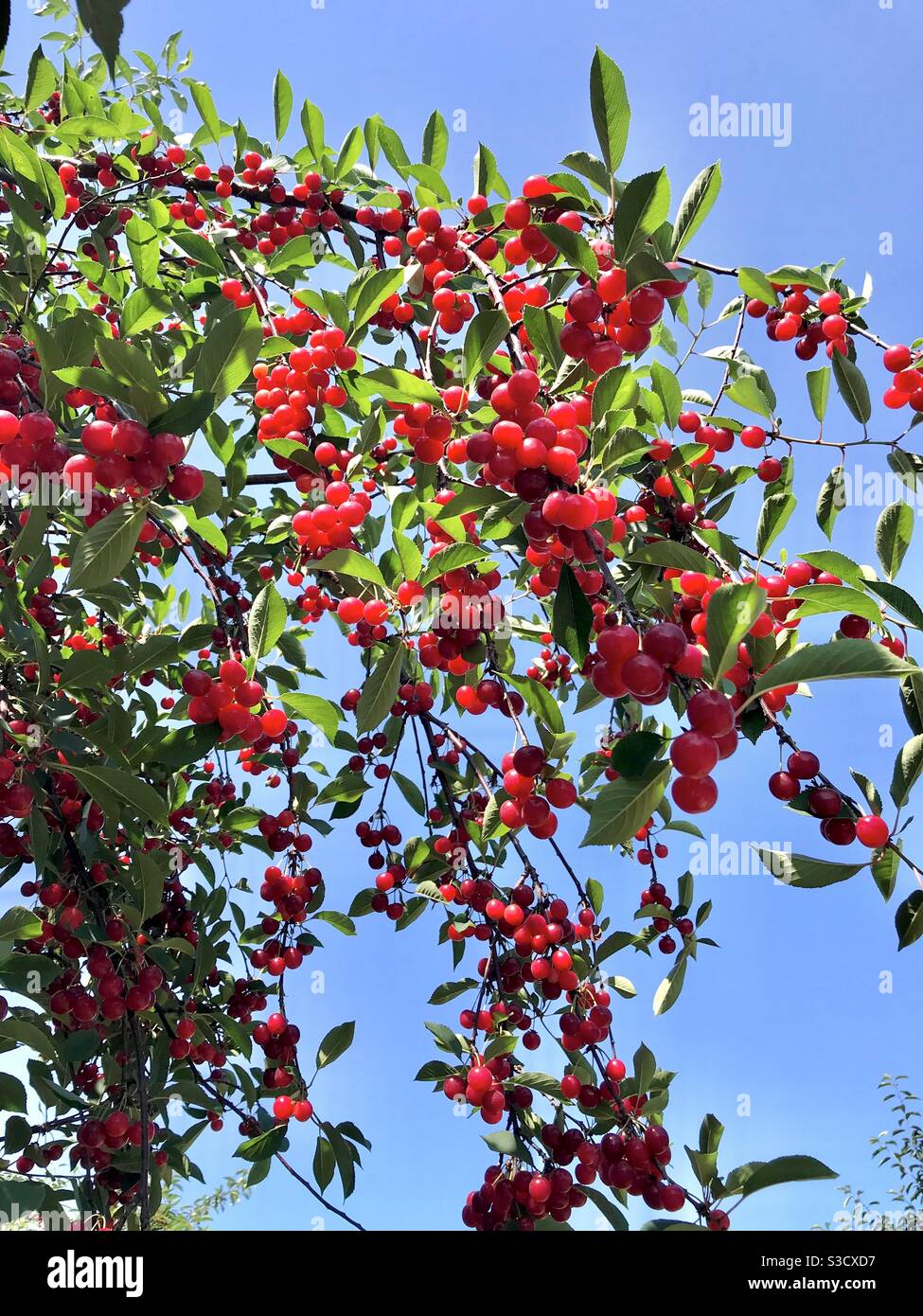 Cherry tree in Door County, Wisconsin Stock Photo Alamy