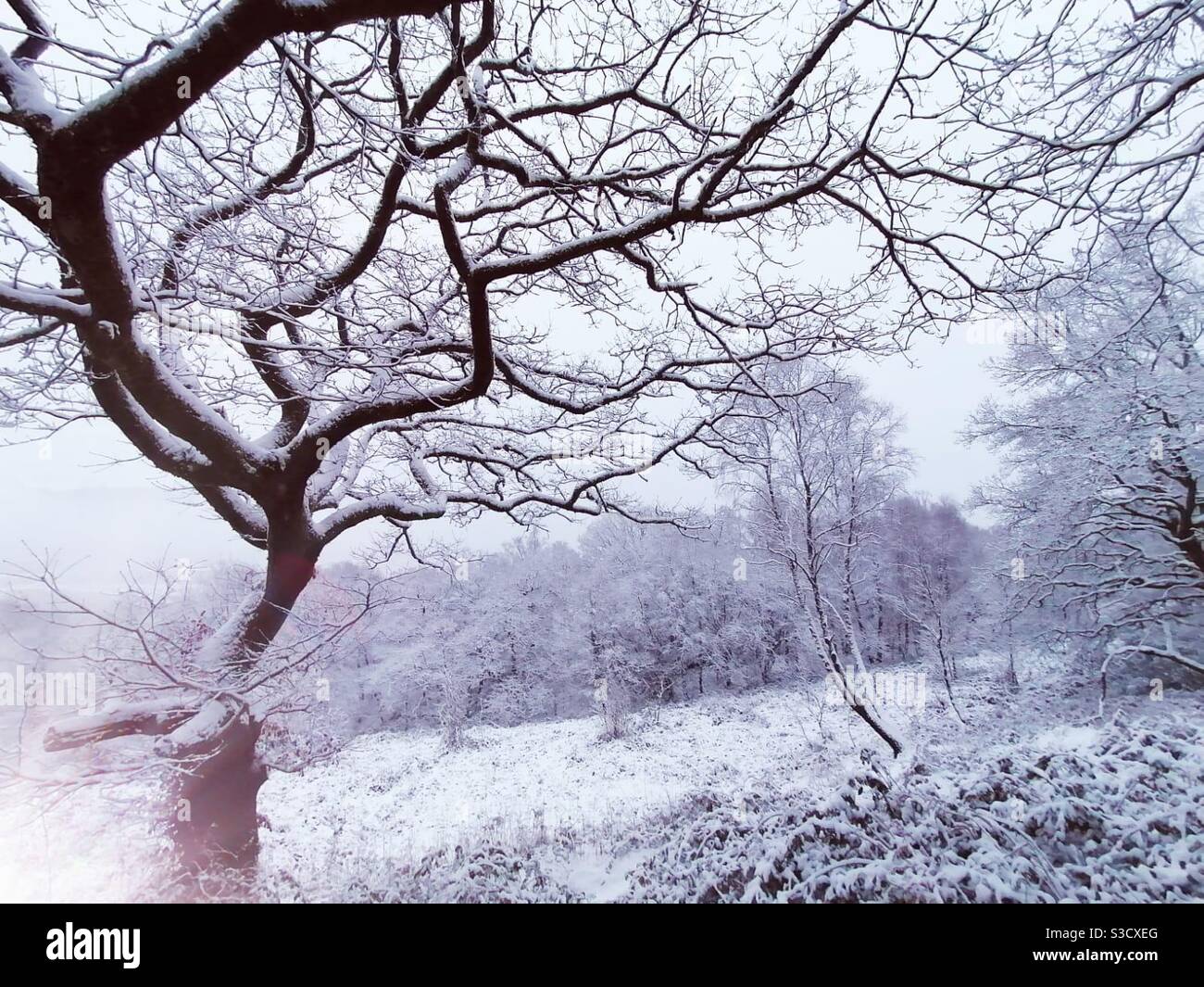 A photograph of a stunning wintry landscape after fresh snow fall. Beautiful twisting tree branches in foreground. - Smartphone Captured Stock Image