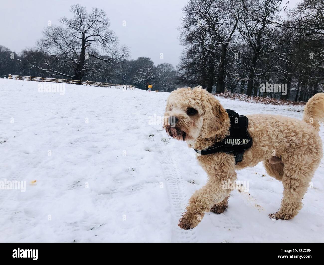 Walking the dog in Richmond park whilst snowing Stock Photo Alamy