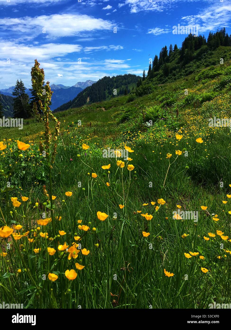 A meadow with Yellow Flowers in the German alps in summer - Smartphone Captured Stock Image