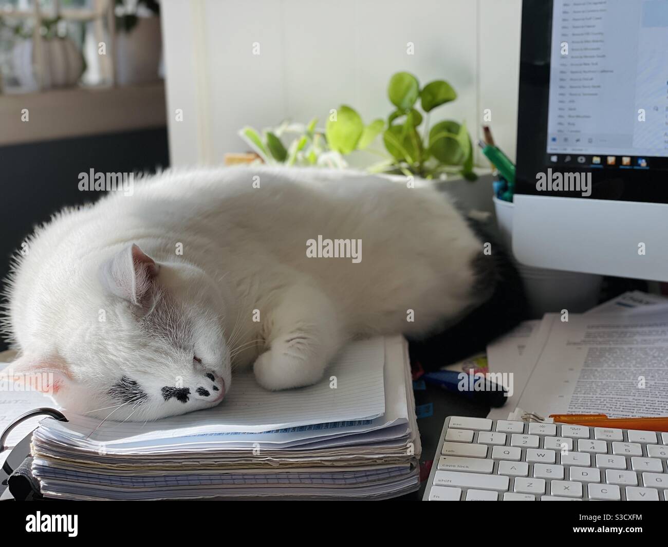 Cat gets in the way of working from home. Stock Photo