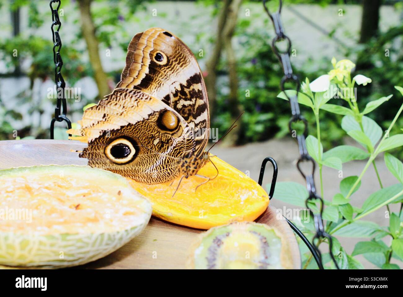Butterfly enjoying fruit Stock Photo Alamy