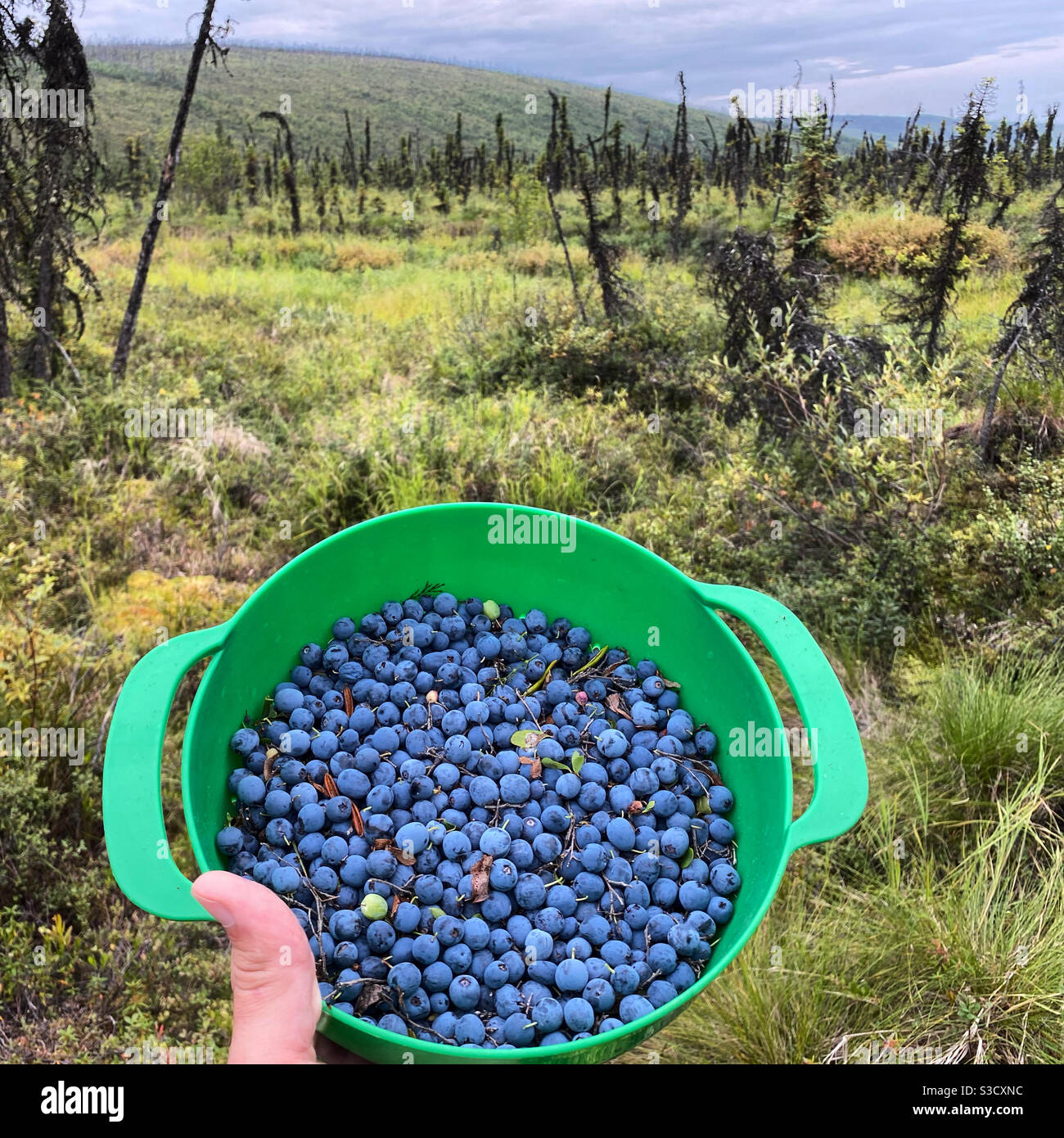 Wild Alaskan Blueberries on the Chatanika River Stock Photo