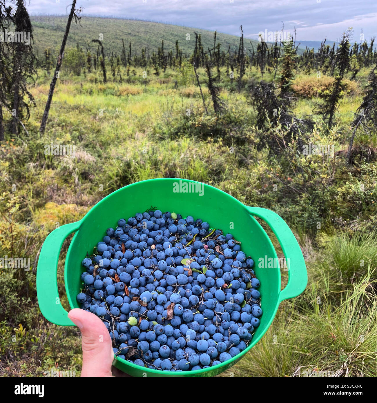 File:Alaska wild berries.jpg - Wikipedia