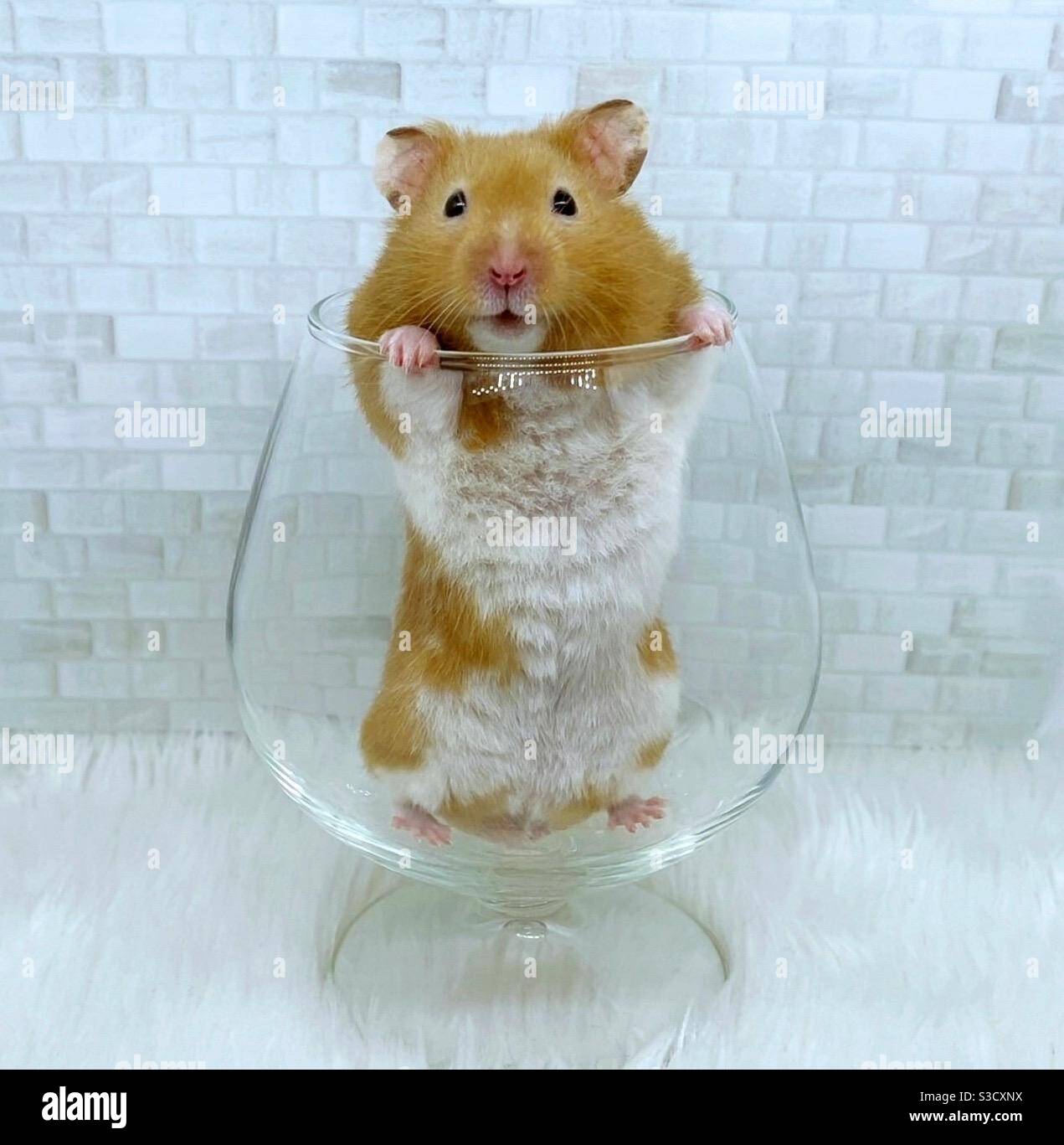 advocaat Kilometers het einde Hamster in a Glass Stock Photo - Alamy