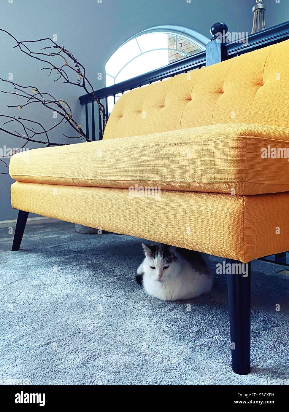 Cat under sofa discount