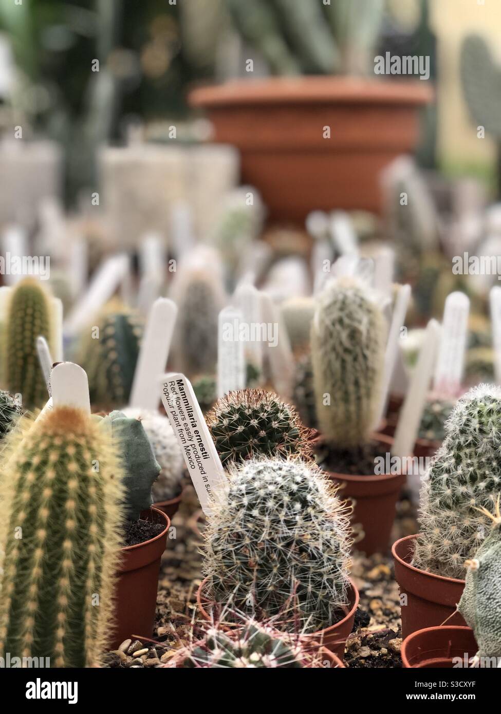 Lots of cacti in pots Stock Photo Alamy
